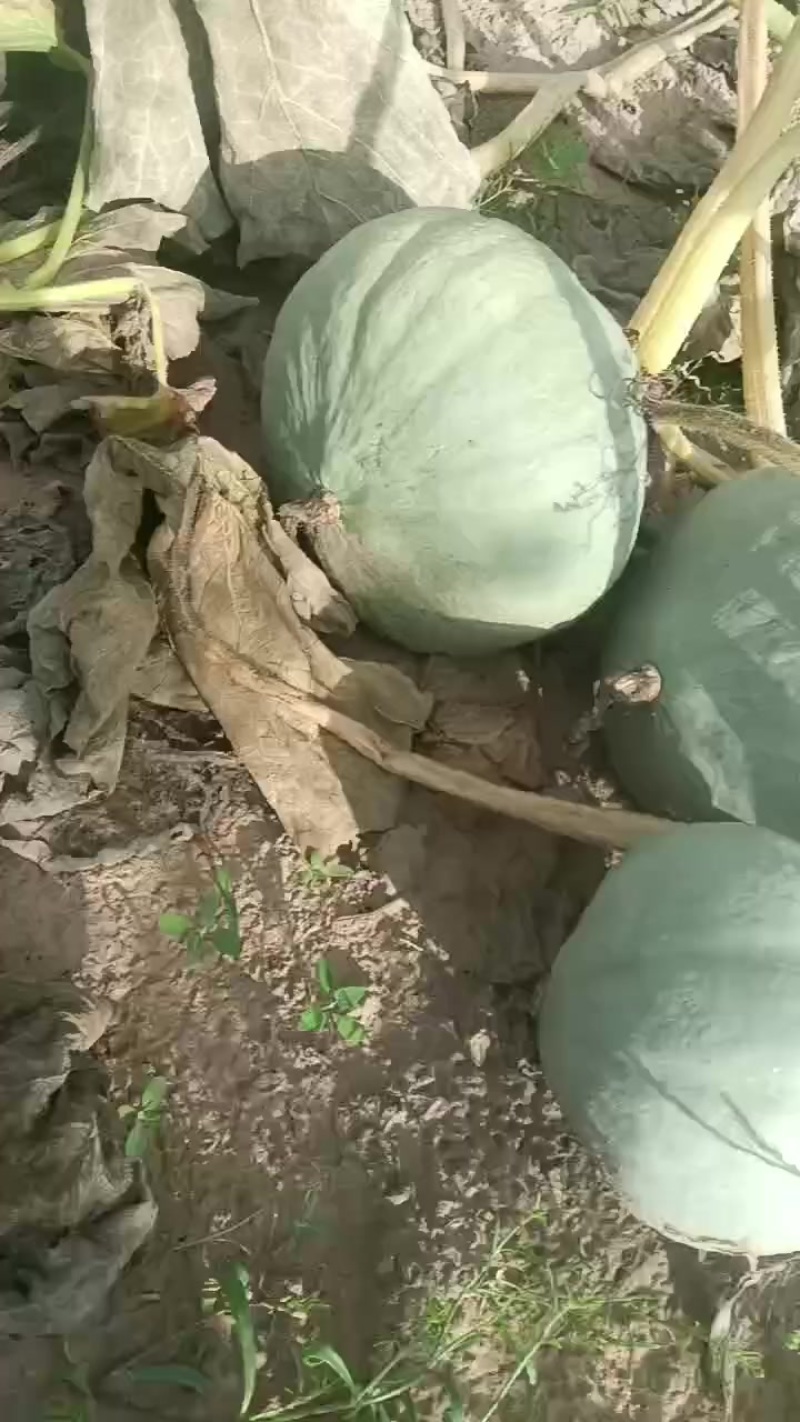 银栗和红南瓜