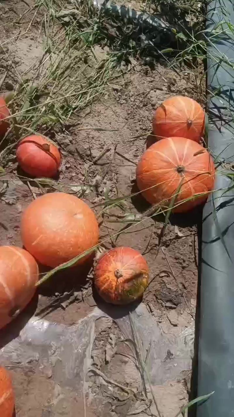 银栗和红南瓜