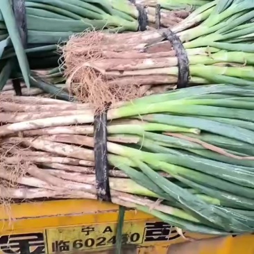 铁杆钢葱