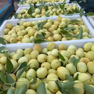枣脆王
