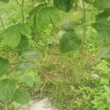 黄金百香果。