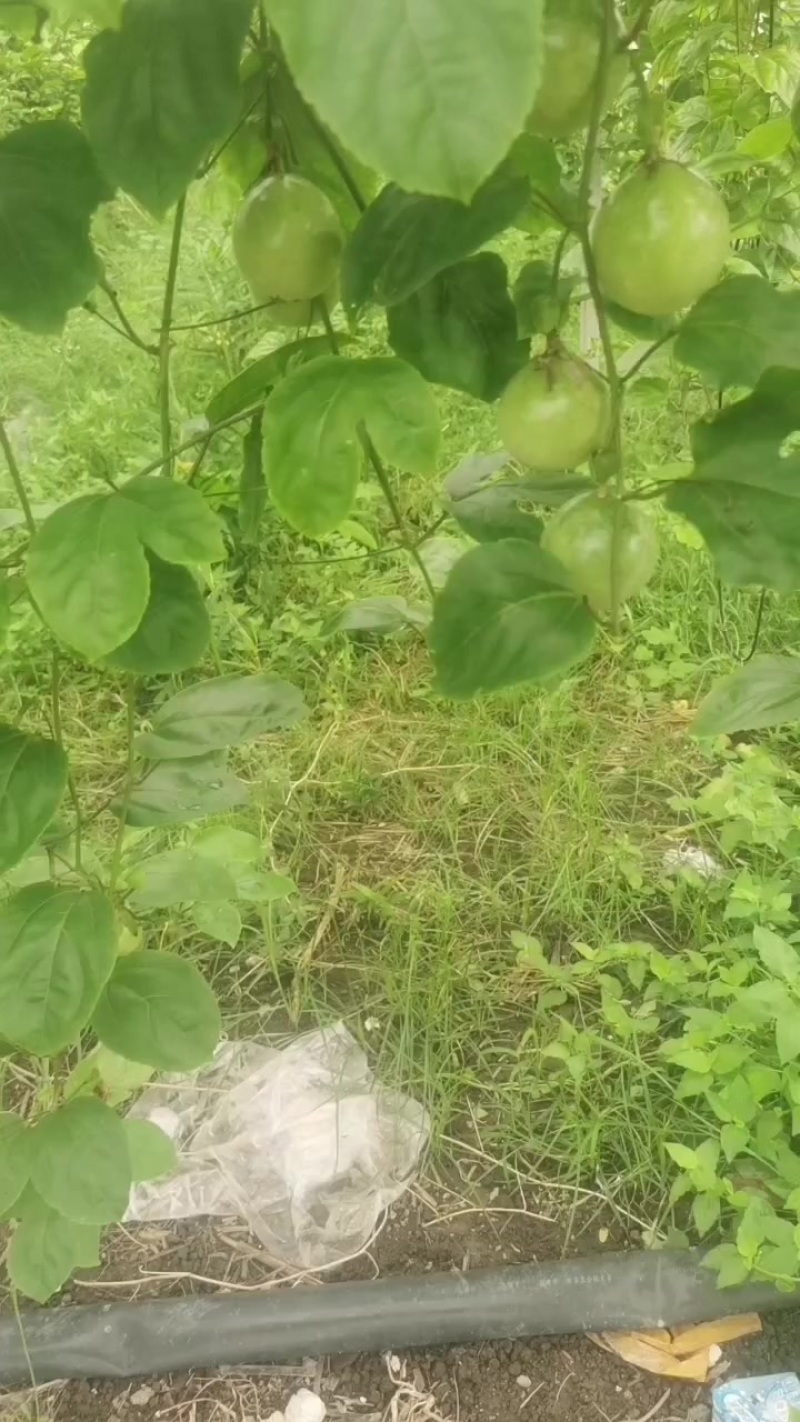 黄金百香果。