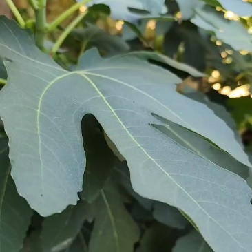 无花果叶子新鲜的