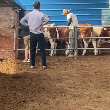 活牛出售