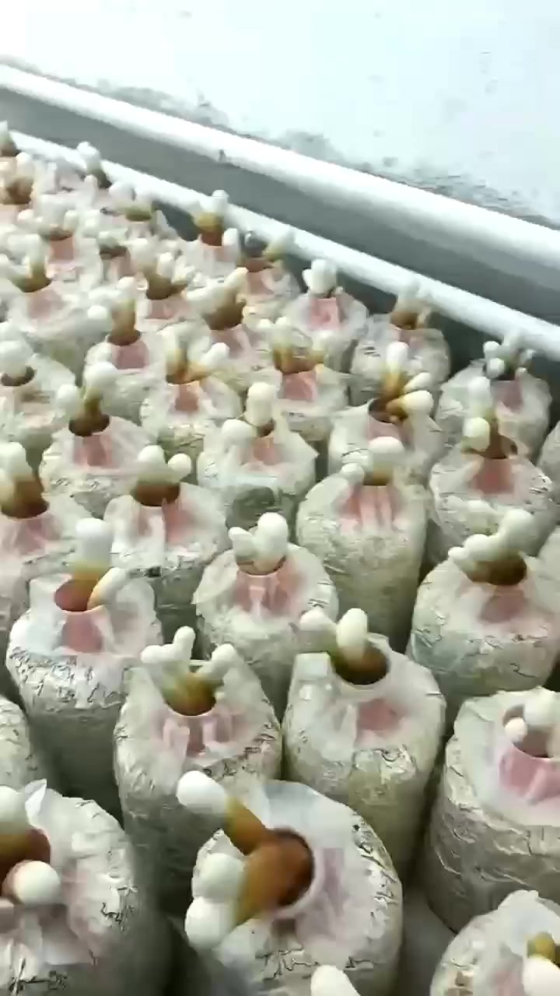 鹿茸菌包