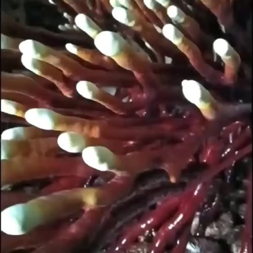 鹿茸菌包