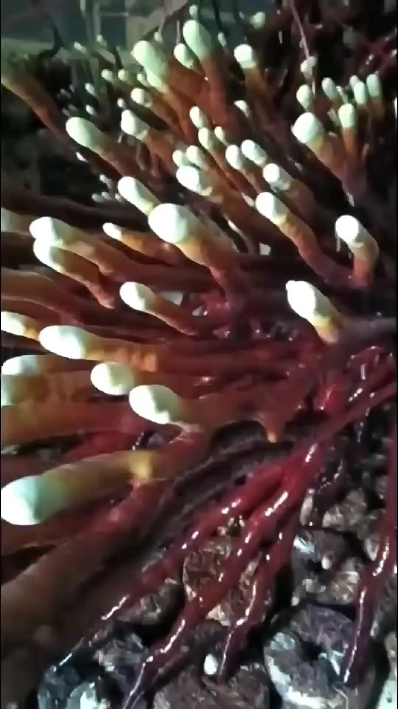 鹿茸菌包