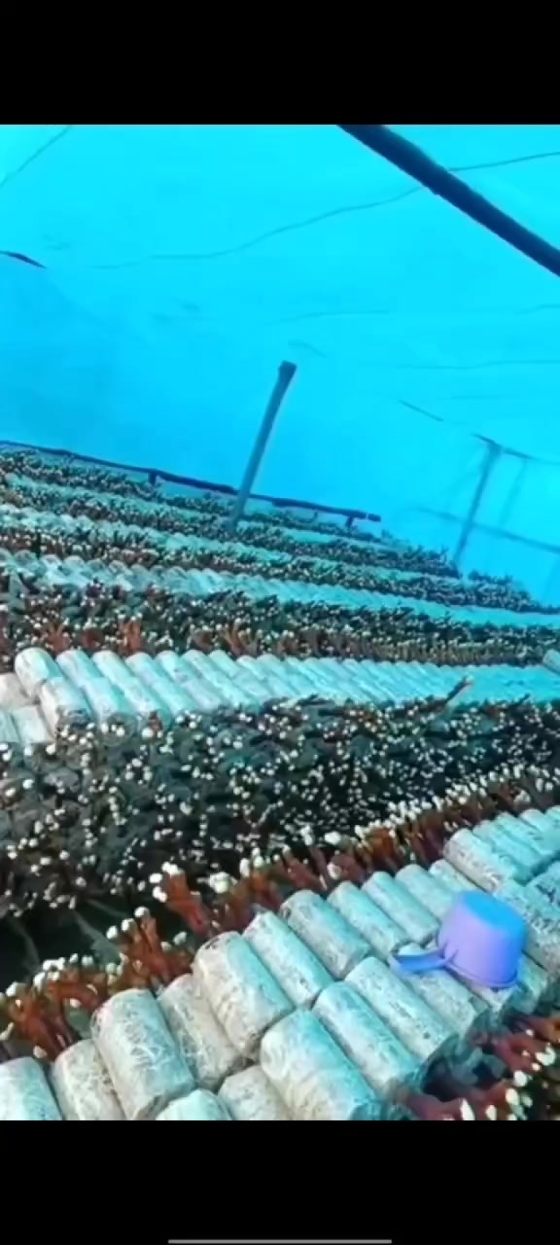 鹿茸菌包