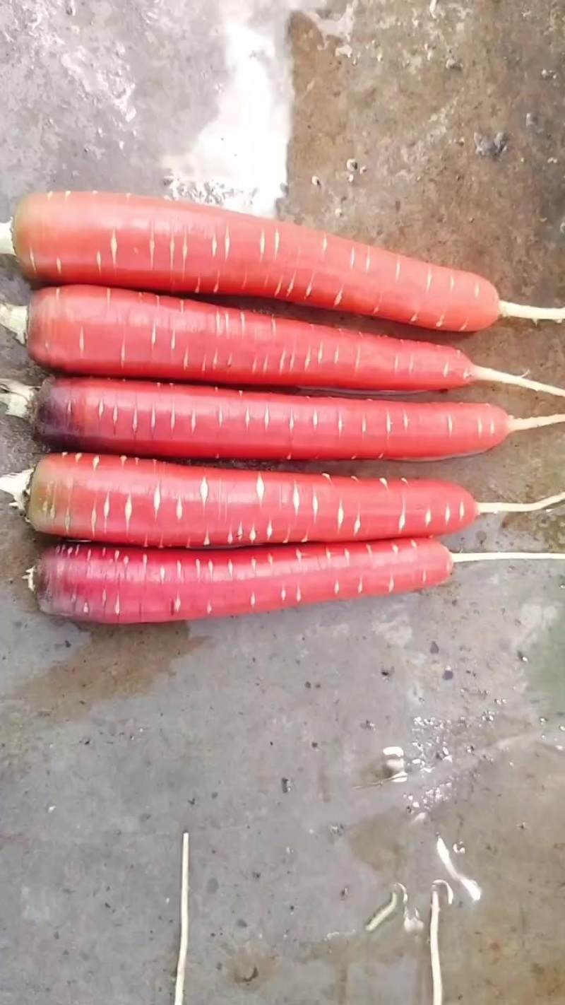 紫萝卜