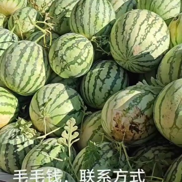 二茬美都西瓜，大量有货