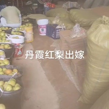 丹霞红梨