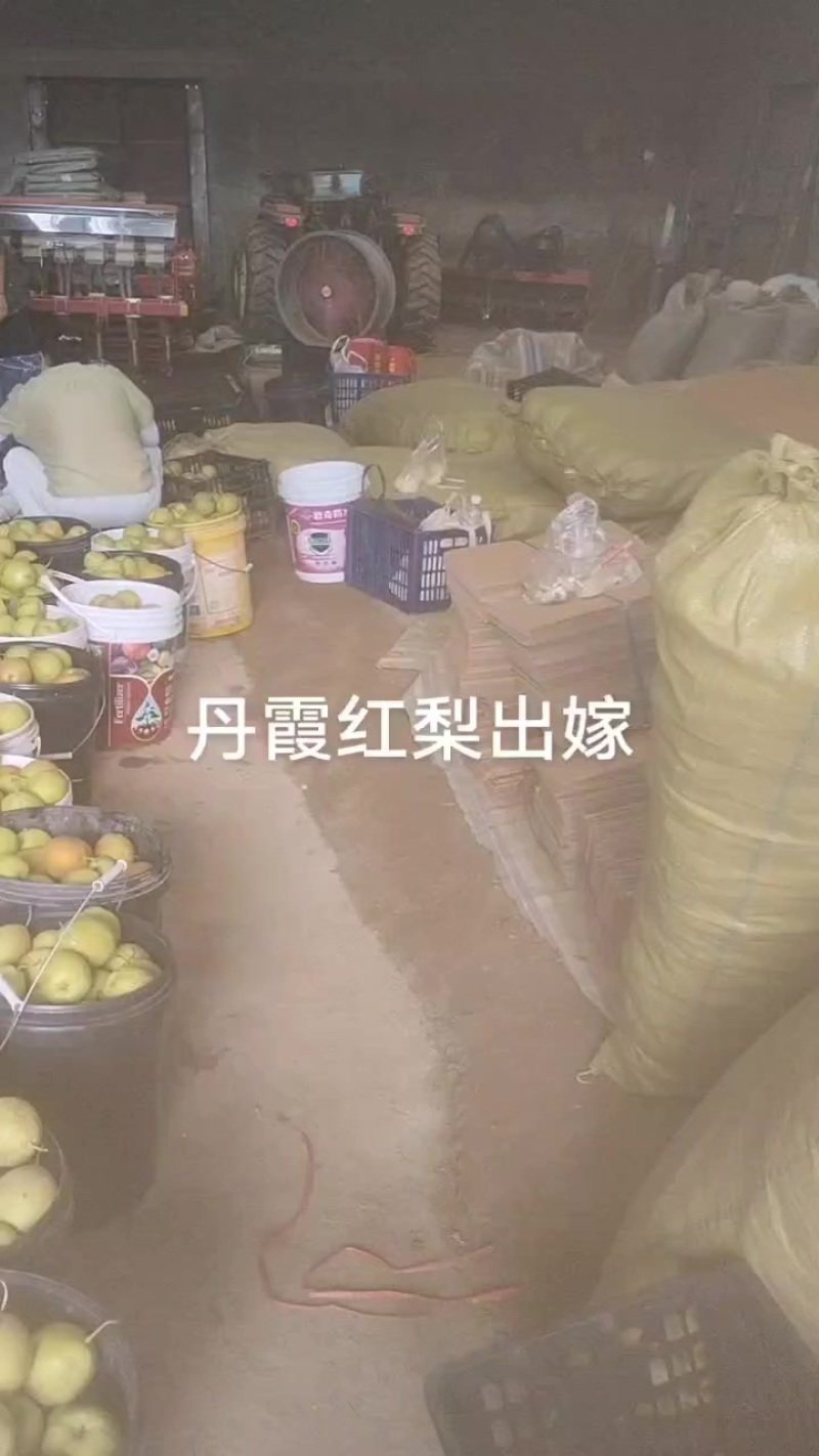 丹霞红梨