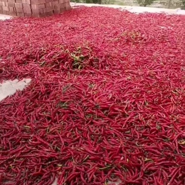 杭椒上市，需要联系