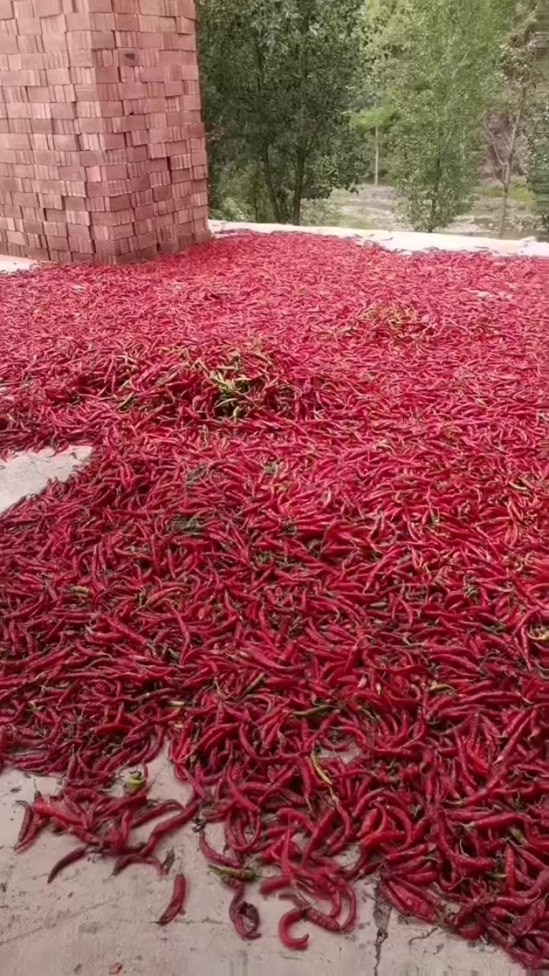 杭椒上市，需要联系