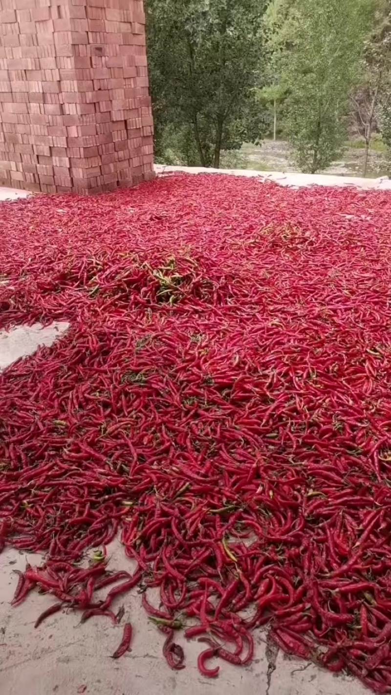 杭椒上市，需要联系