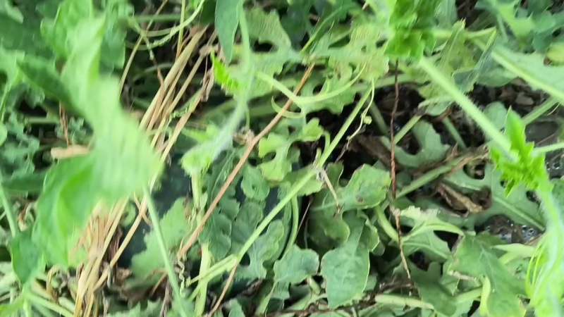 美都麒麟瓜