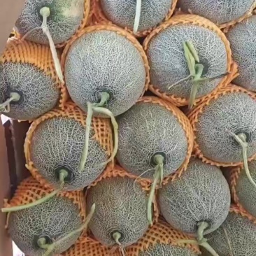 哈密瓜