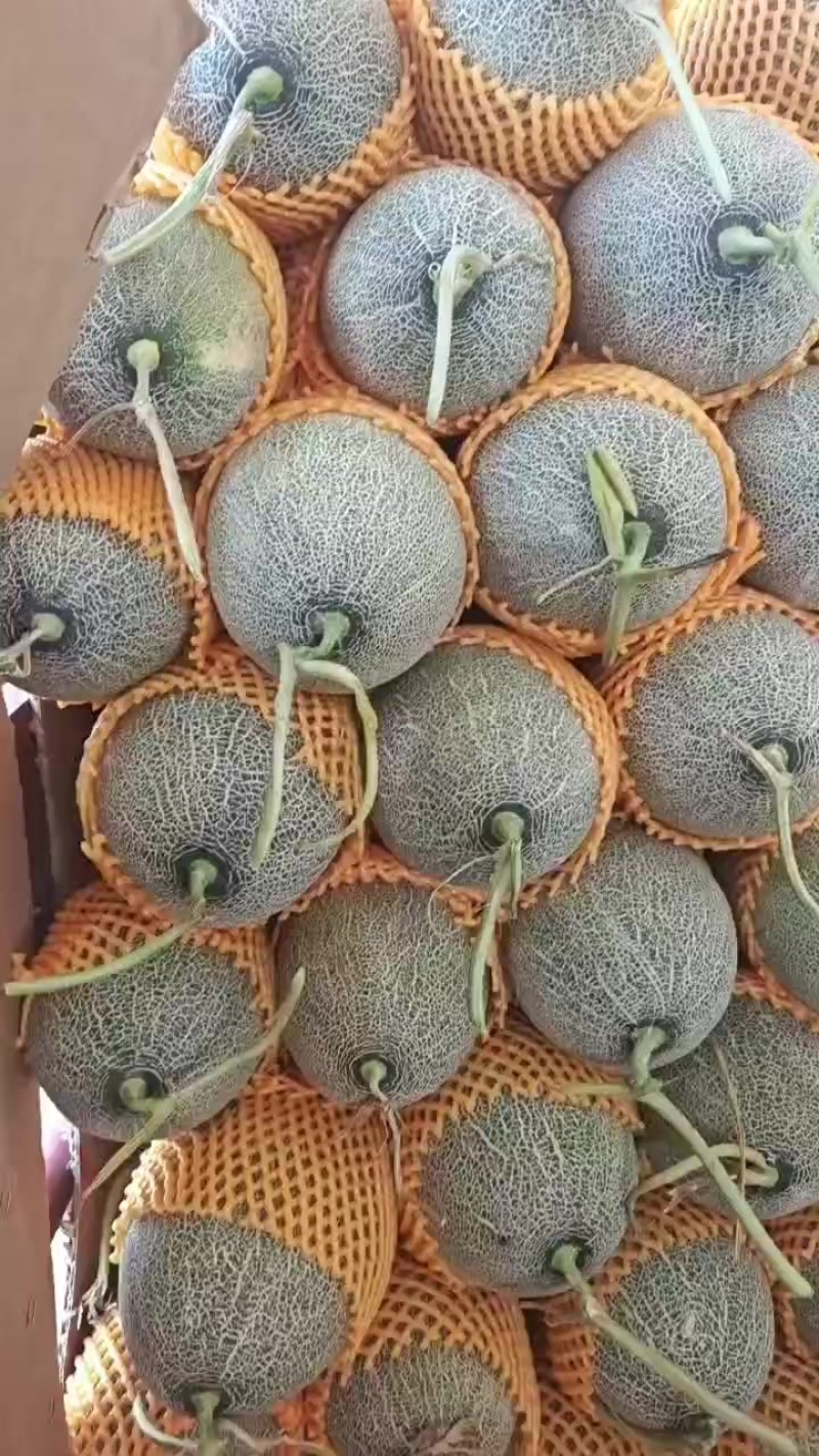 哈密瓜
