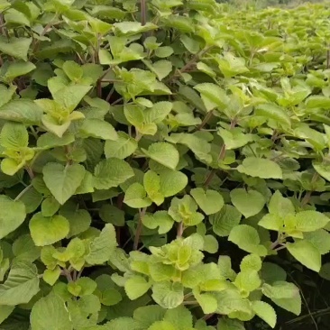 香排草