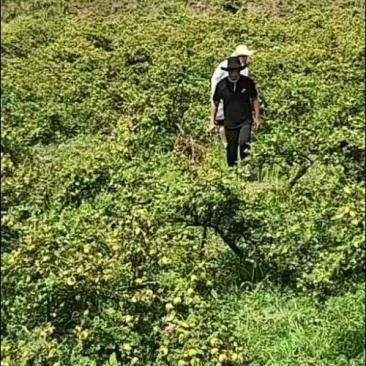 刺梨种植基地3公分以上一斤也是批发价格