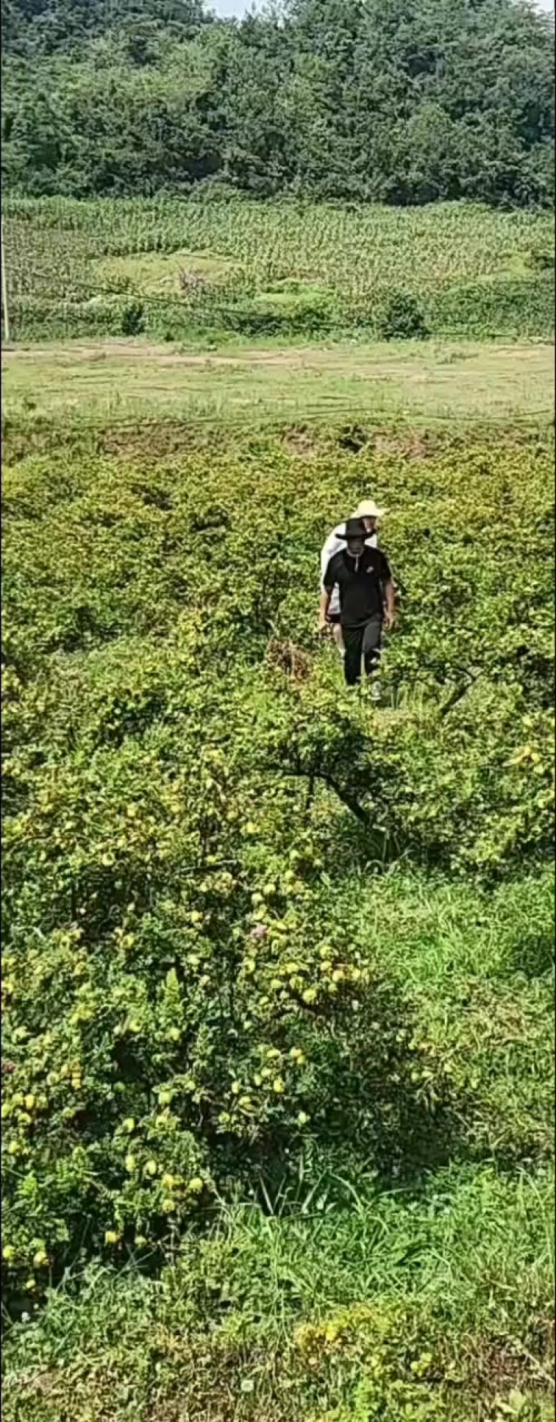 刺梨种植基地3公分以上一斤也是批发价格