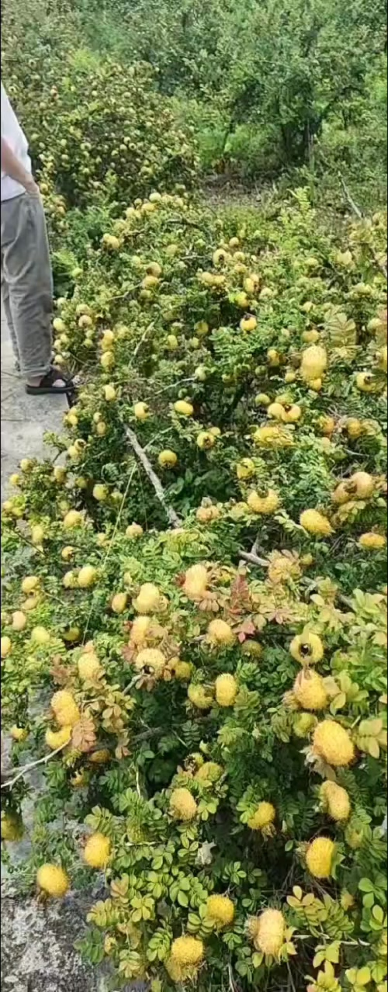 刺梨种植基地3公分以上一斤也是批发价格