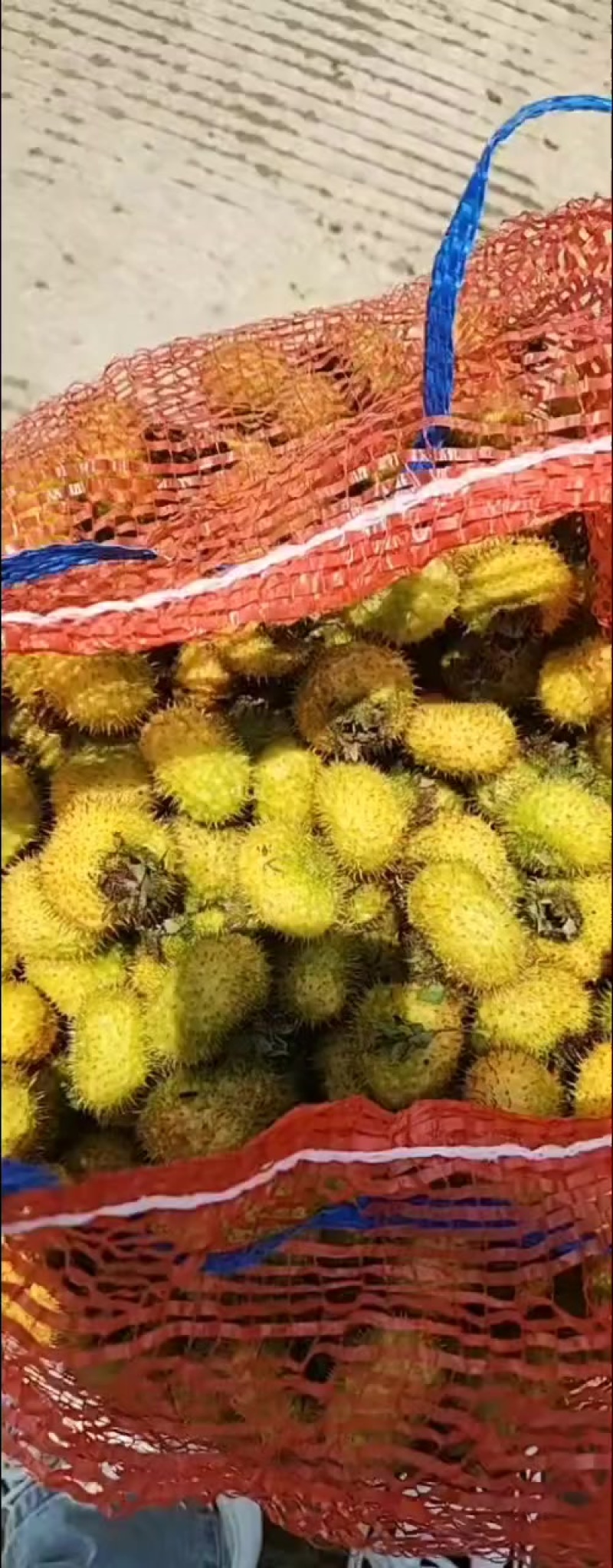 刺梨种植基地3公分以上一斤也是批发价格