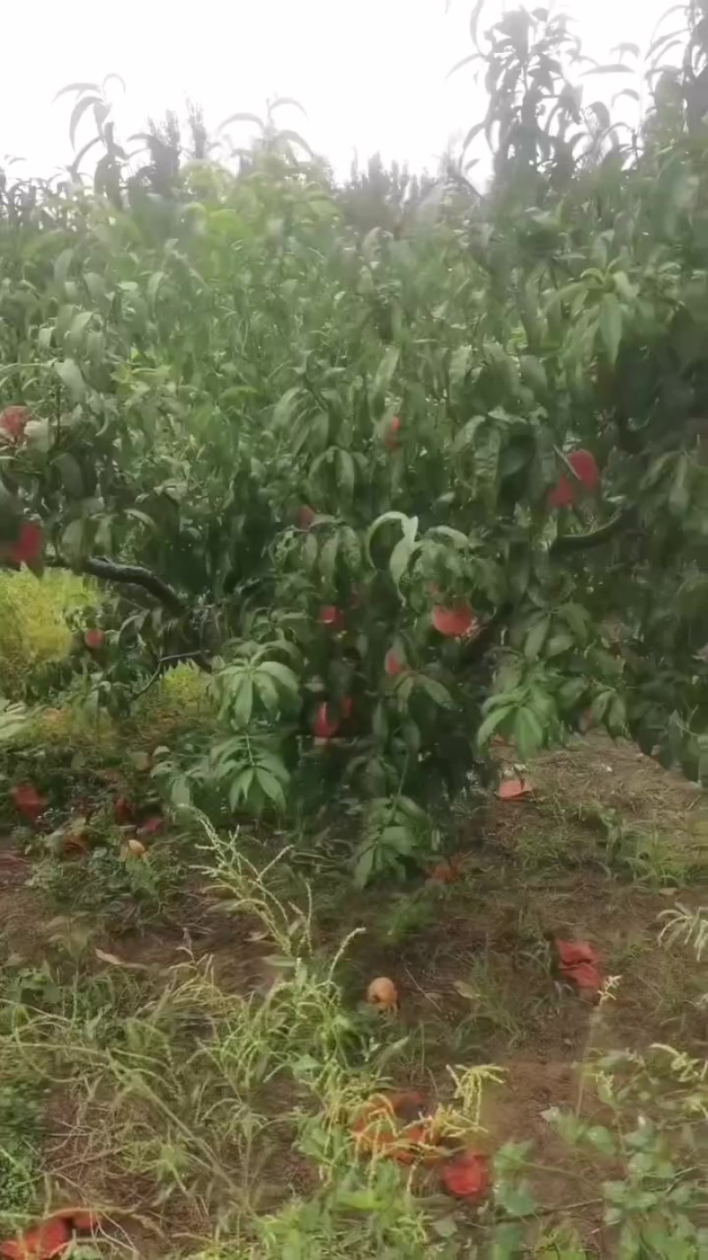 绿化九