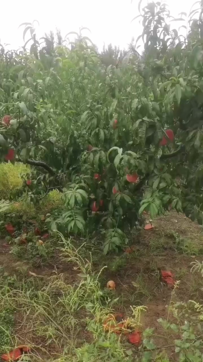 绿化九