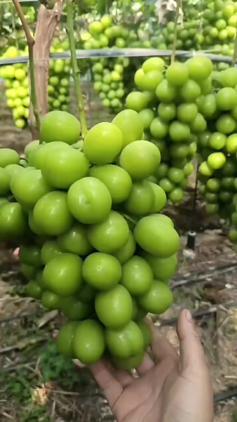 阳光玫瑰