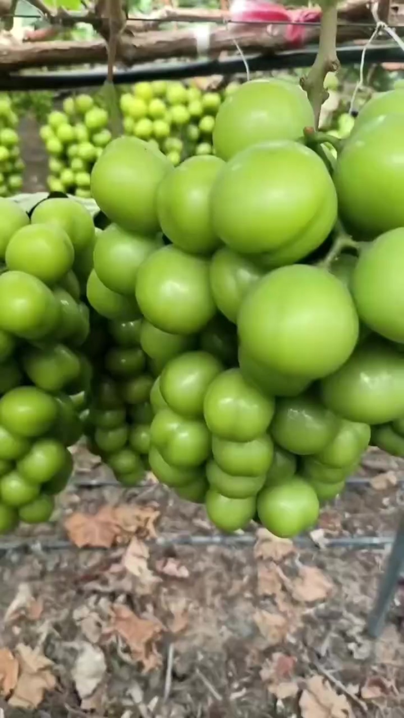 阳光玫瑰