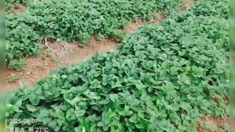妙三裸根苗