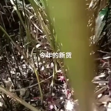 新鲜砂仁