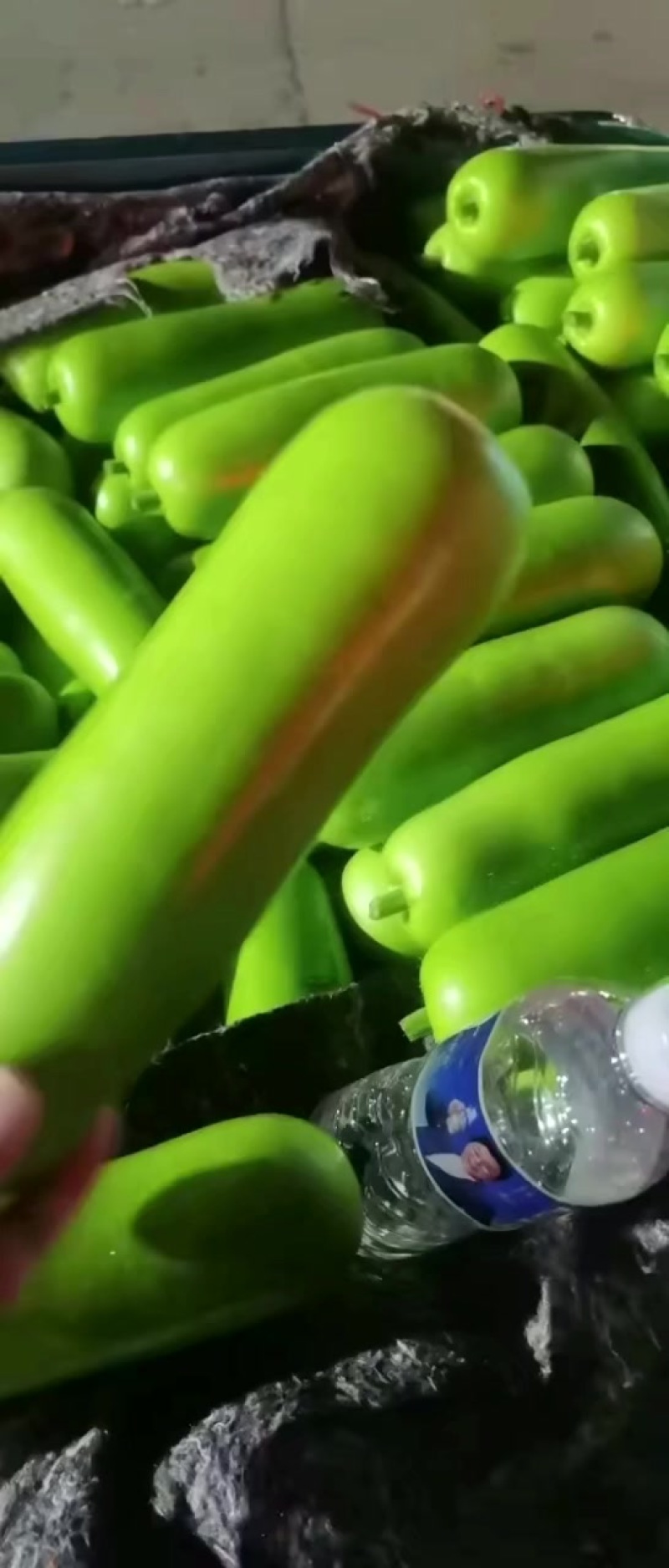 精品瓠子