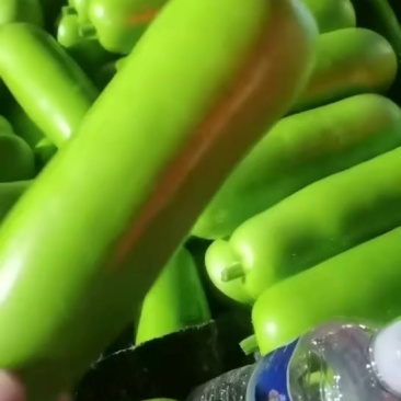 精品瓠子