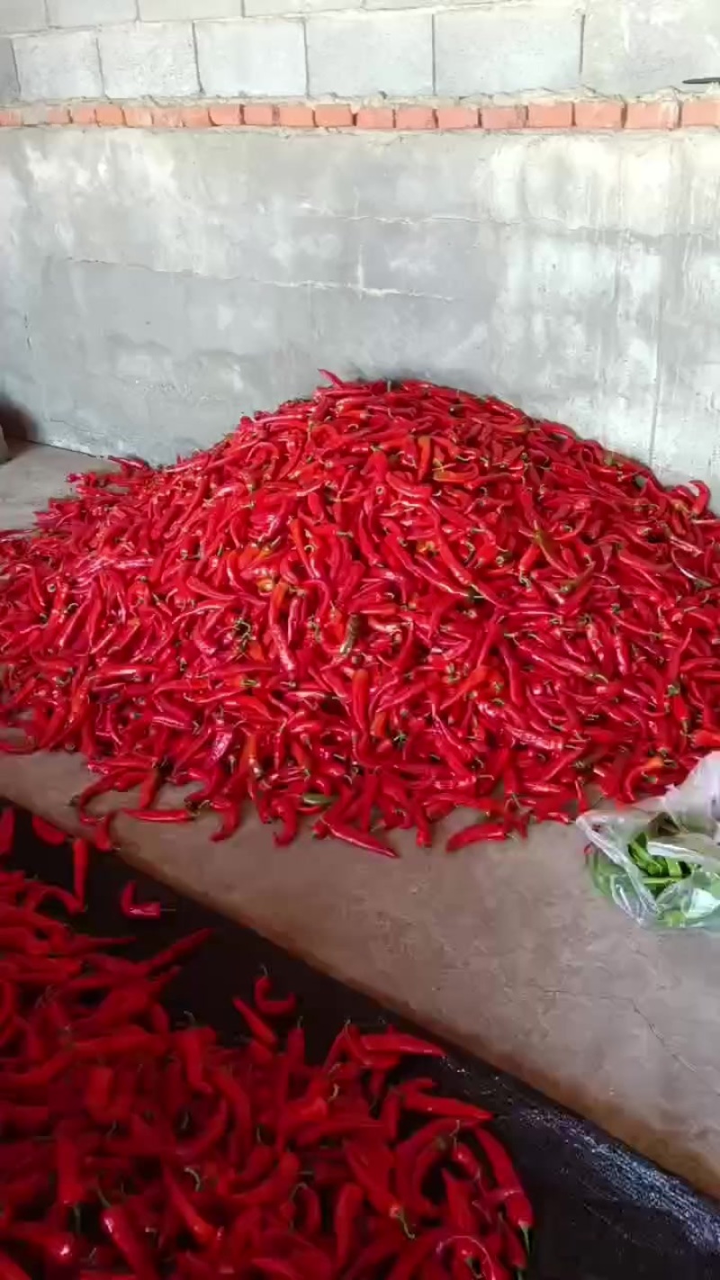 有需要红辣椒的老板联系我，
