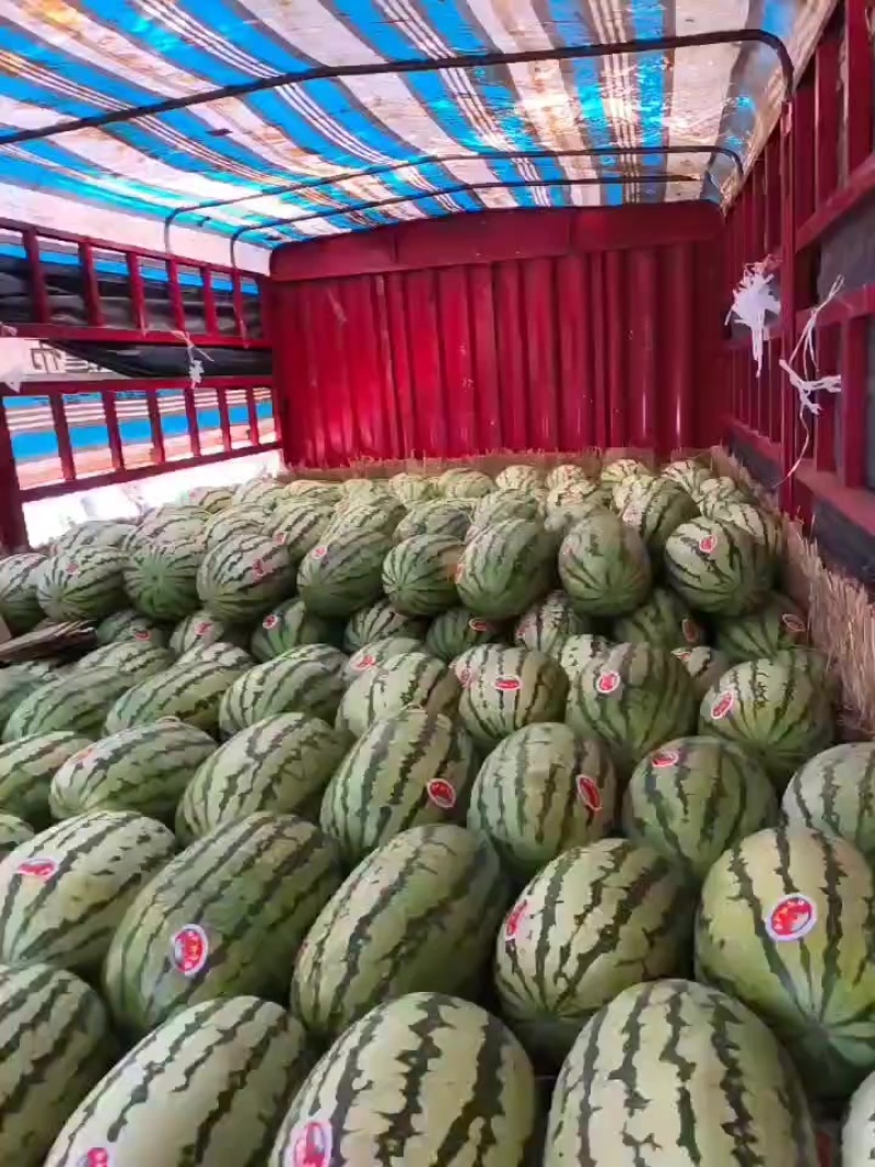 甘肃晒沙瓜