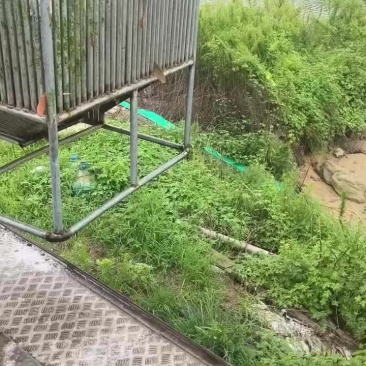 唐山原坑生口鲤鱼