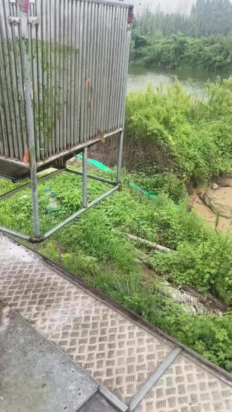 唐山原坑生口鲤鱼