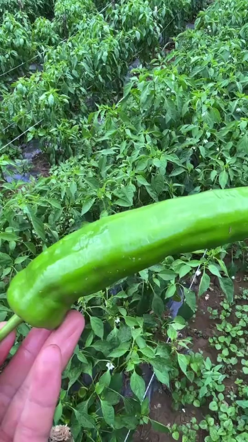 线椒