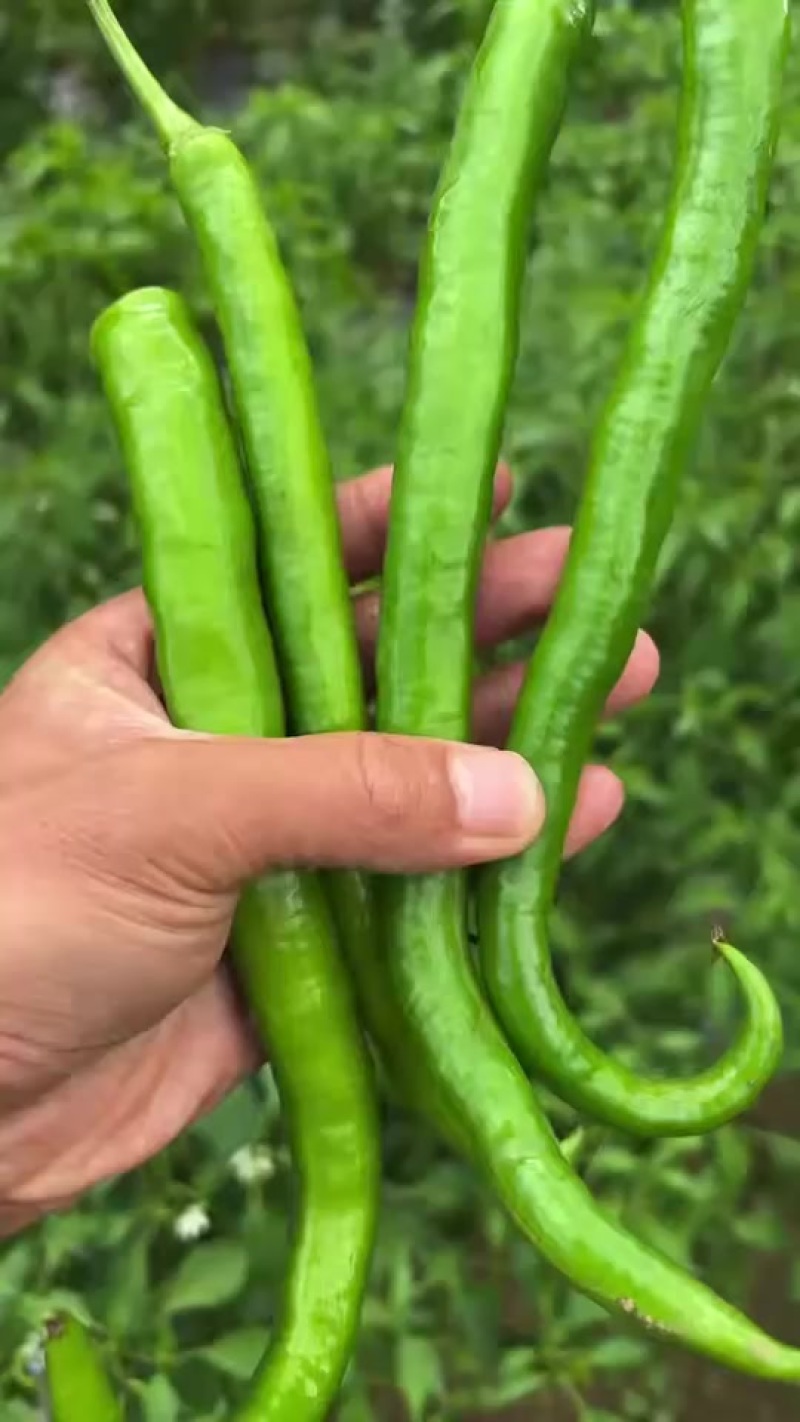 线椒