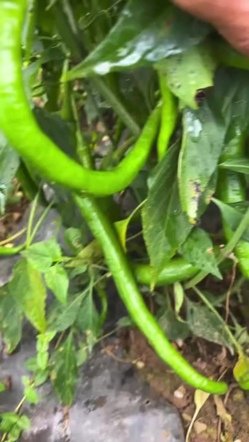 线椒