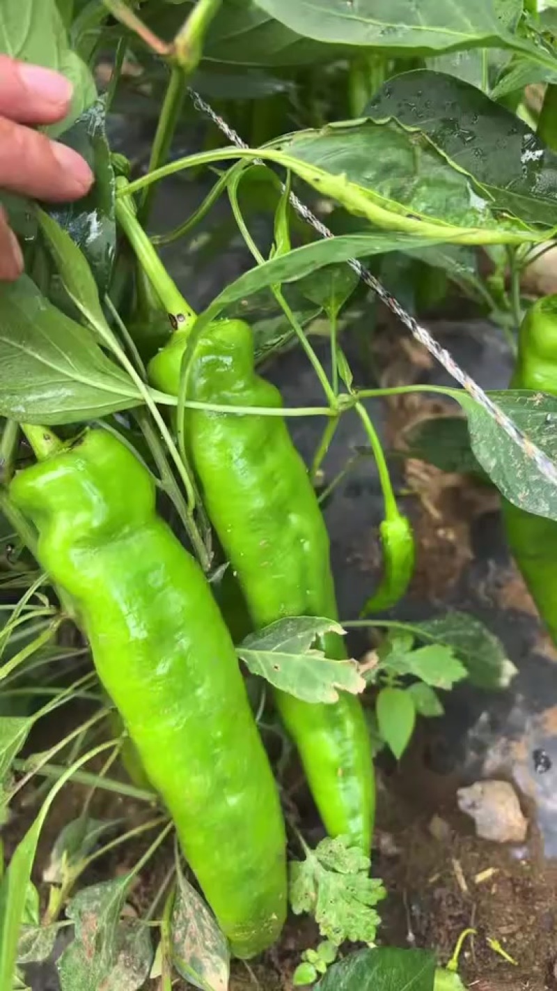 线椒