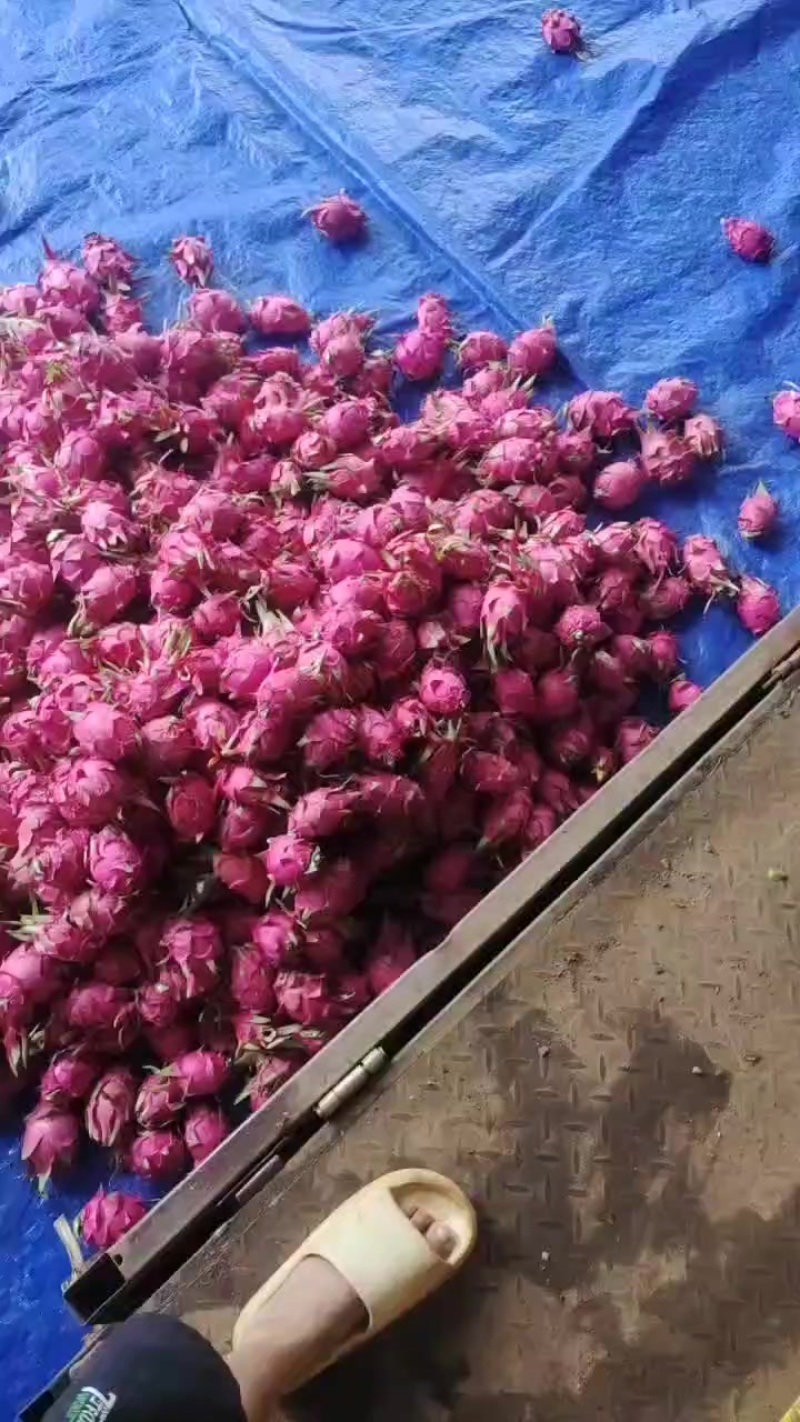 湛江火龙果