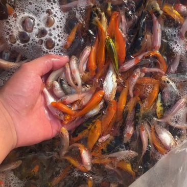 淘汰锦鲤苗一斤200-30条适合做活饲料鱼价格便宜
