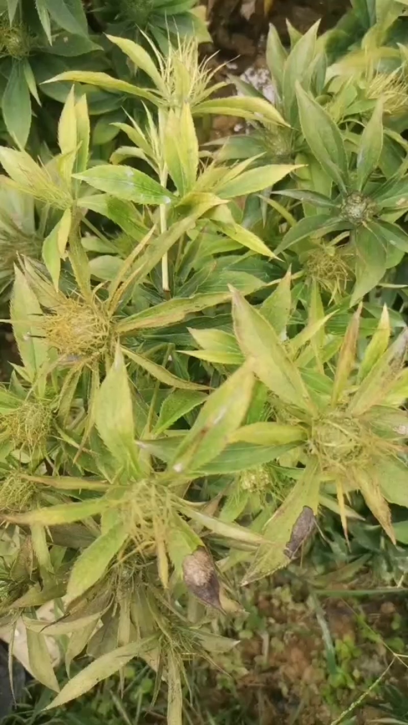 二年生白术鲜货