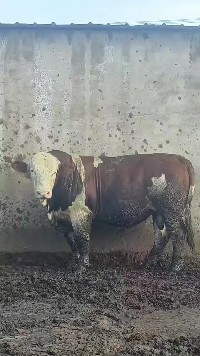 育肥牛
