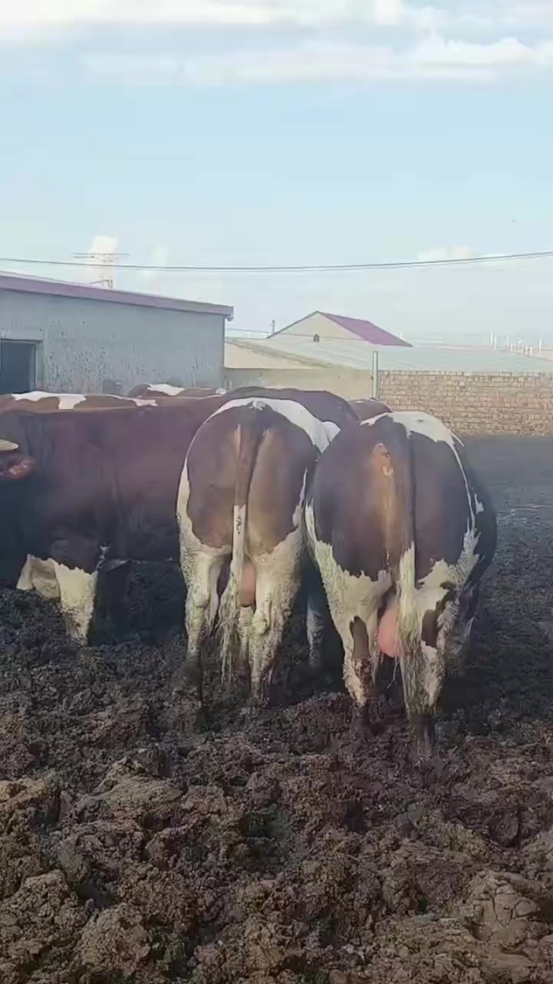 育肥牛