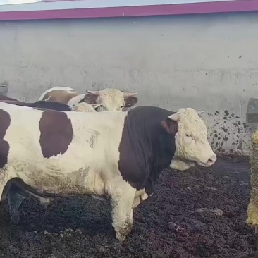 育肥牛