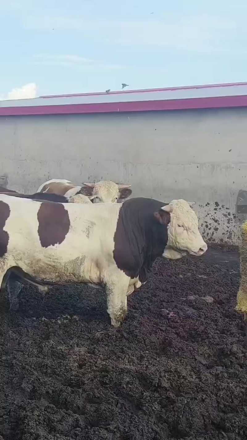 育肥牛